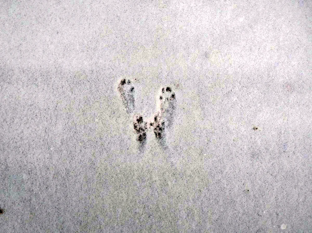 Fährten von Laskin im Schnee