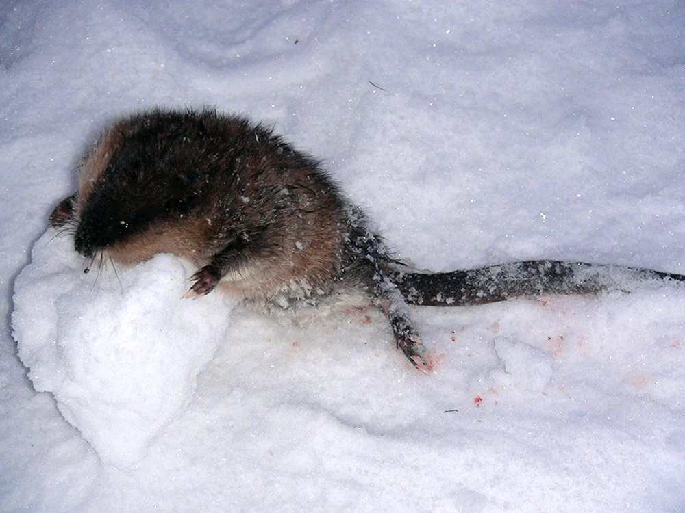 Kleintierspuren im Schnee