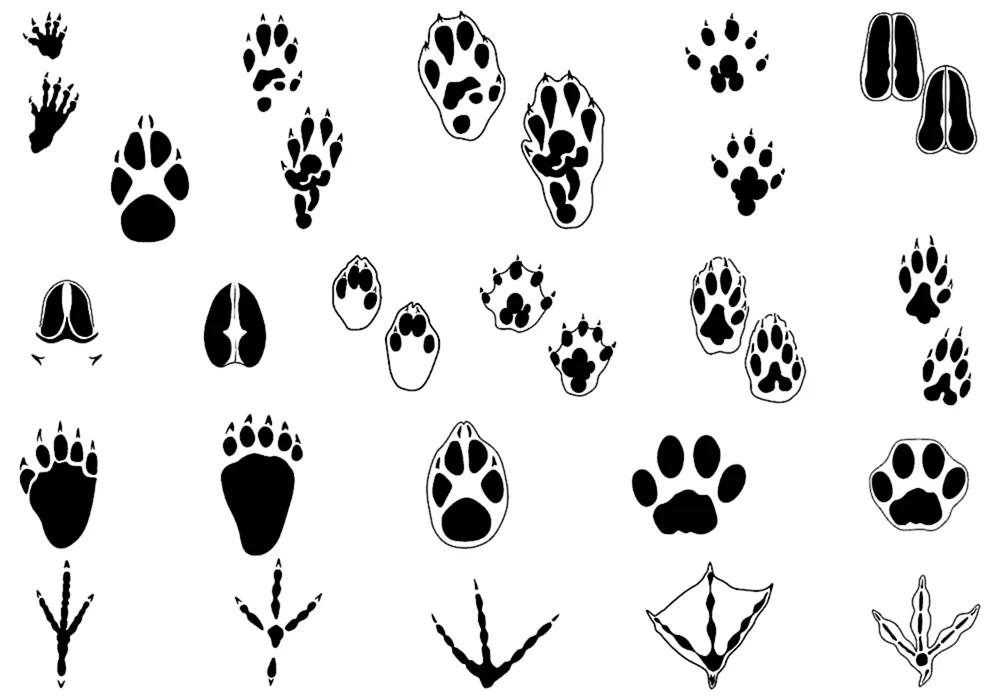 Wildtierspuren