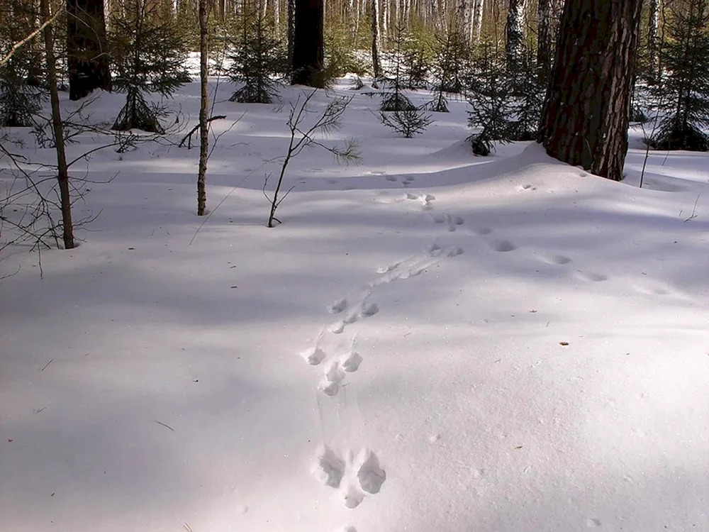 Fährten des Iltis im Schnee Foto