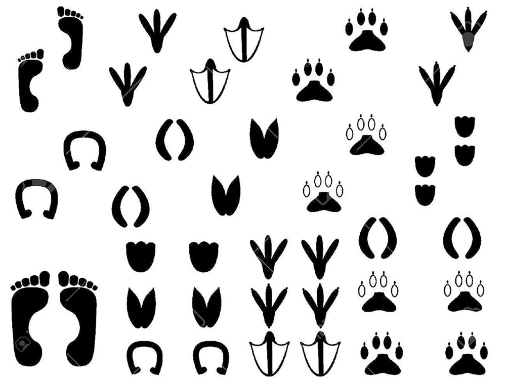 Tierspuren