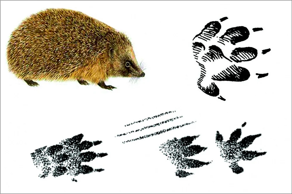 Tierspuren für Kinder