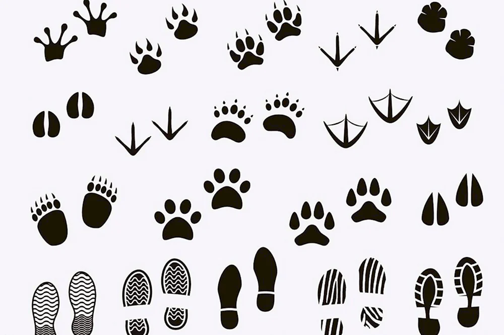 Wildtiere Parnohoofs