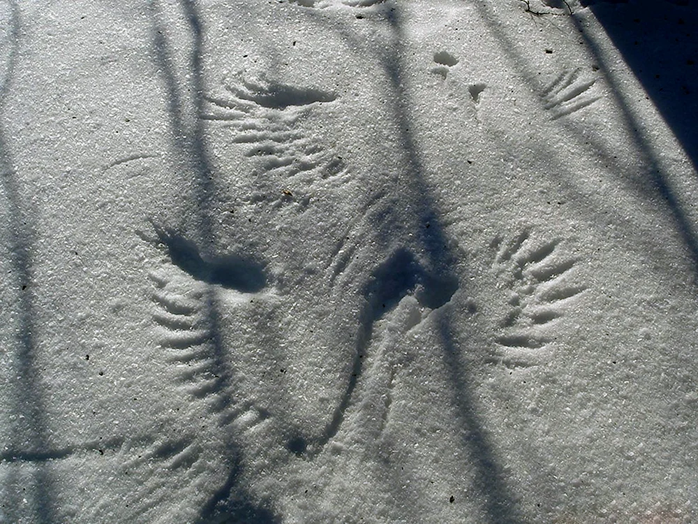 Fährten des Polarhasen