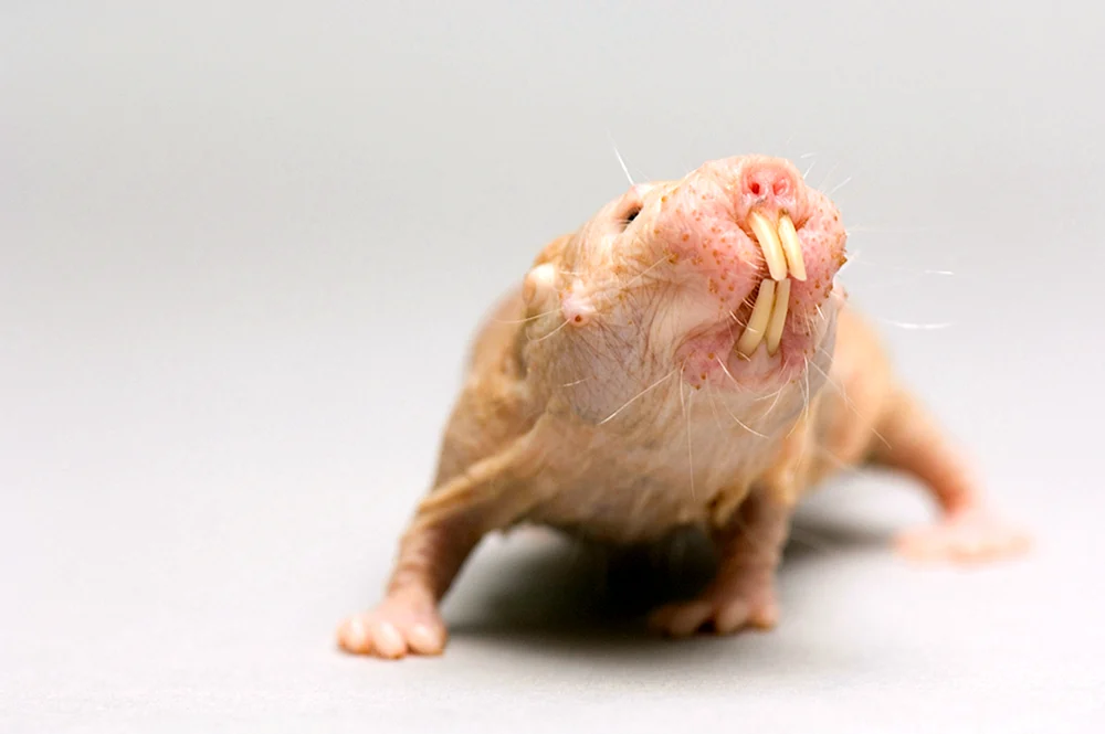 Blinder Hamster Sphinx