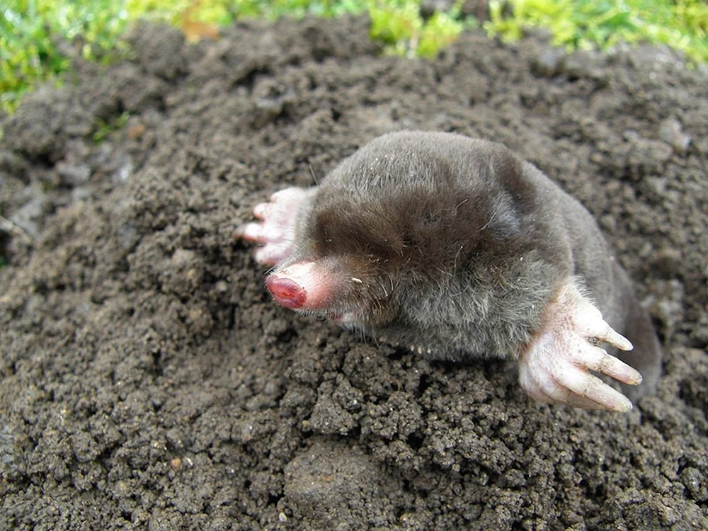 Gopher gopher hamster