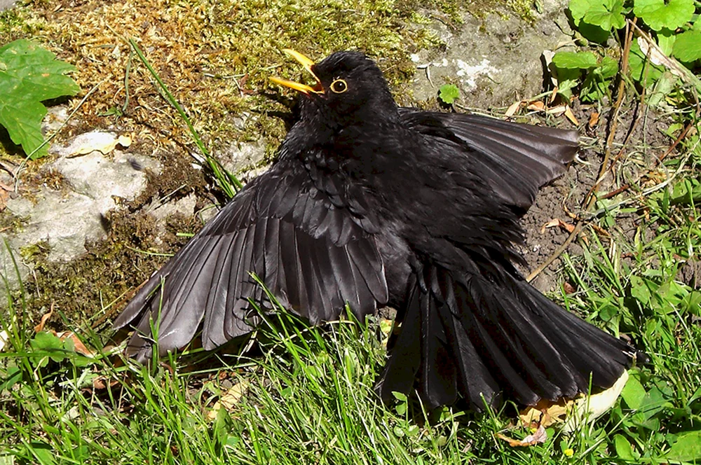 Amsel mit gelbem Schnabel