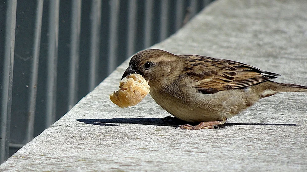 Lustiger Spatz