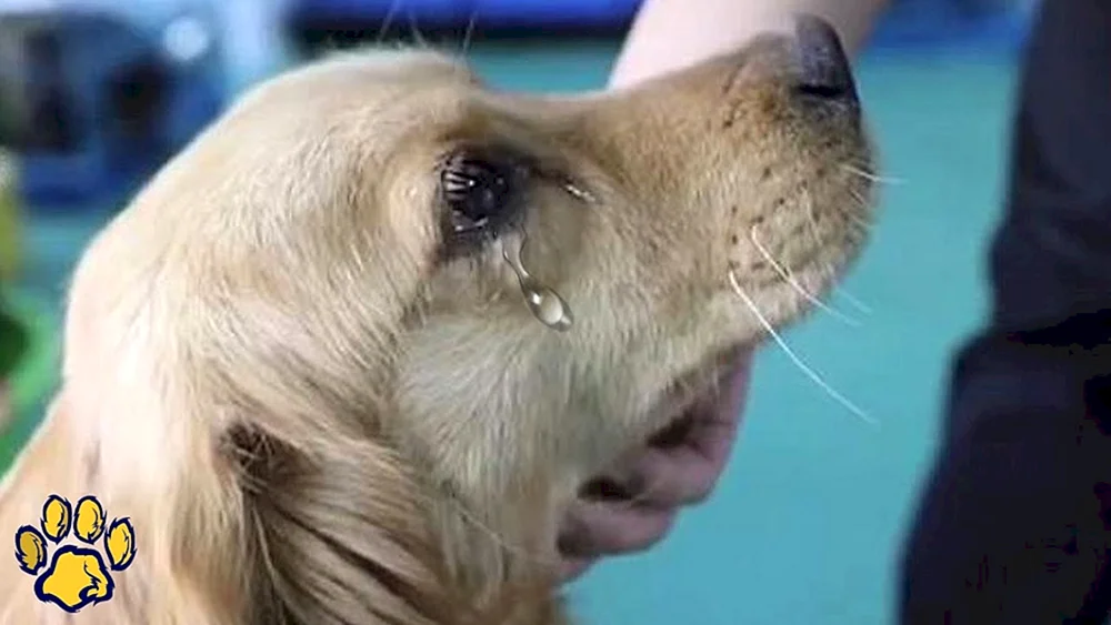 Hund weinend