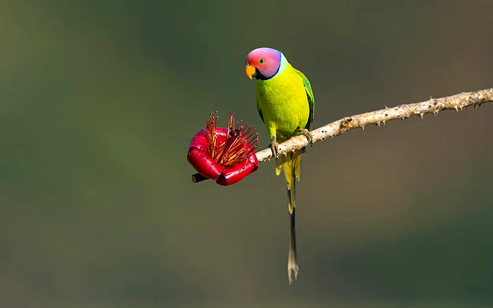 Lily-headed ring-necked parrot