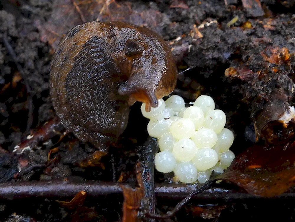 Schneckenschnecke