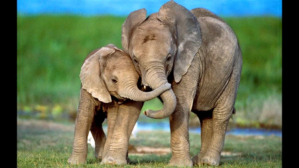 Elephant