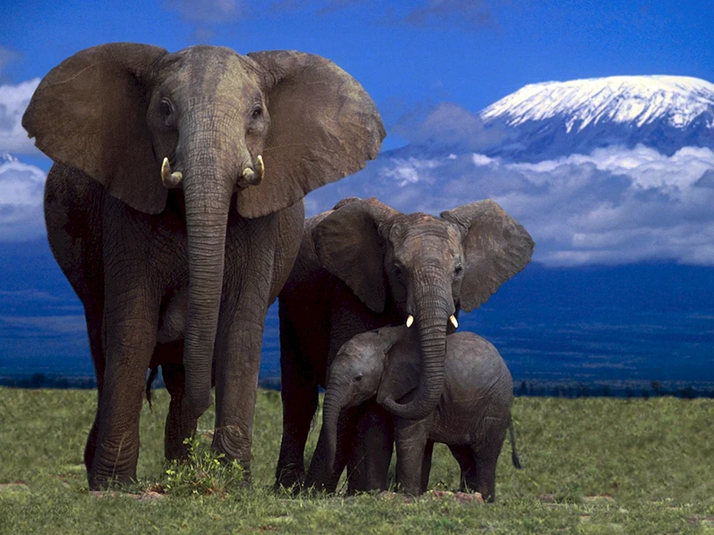 Schöner Elefant