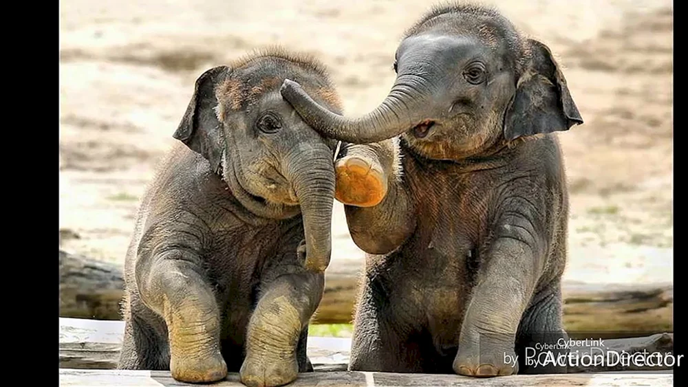 Elephant