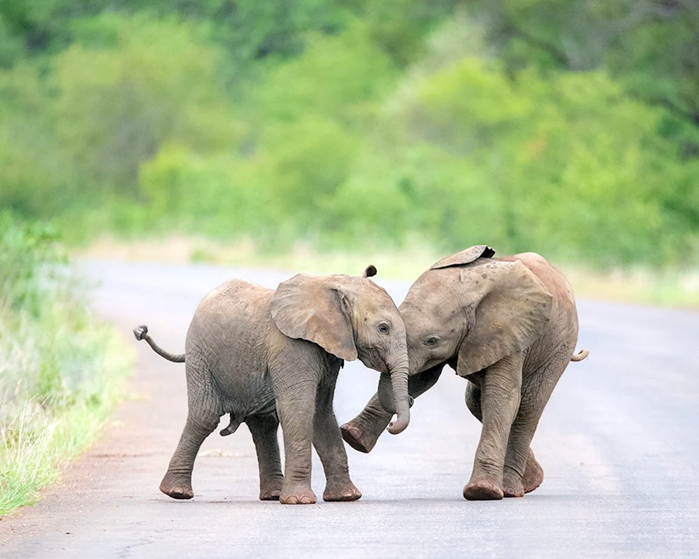 Elephant