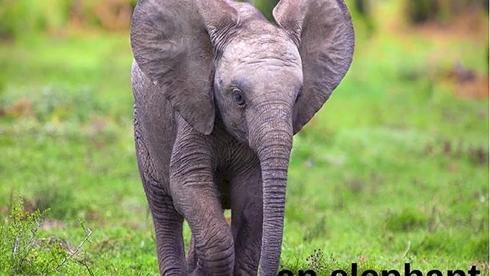 Elephant