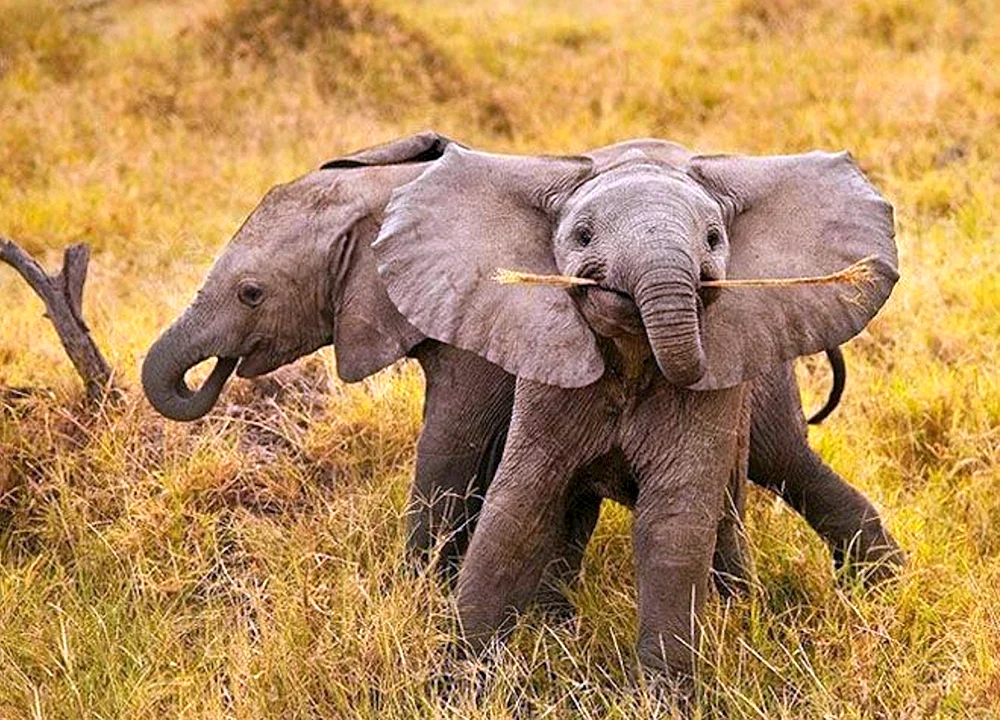 Elephant