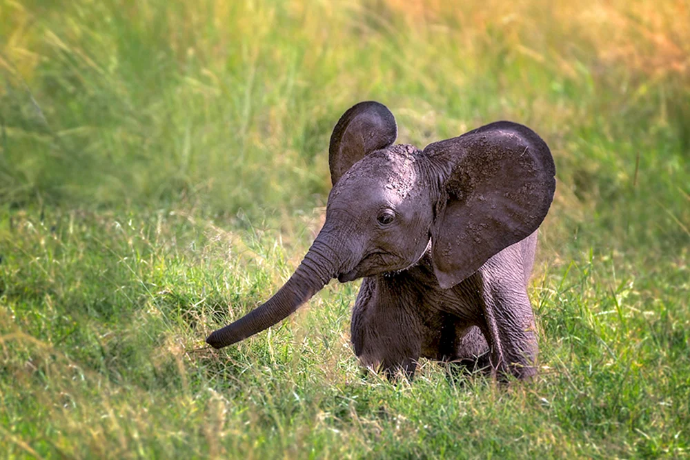 Elephant