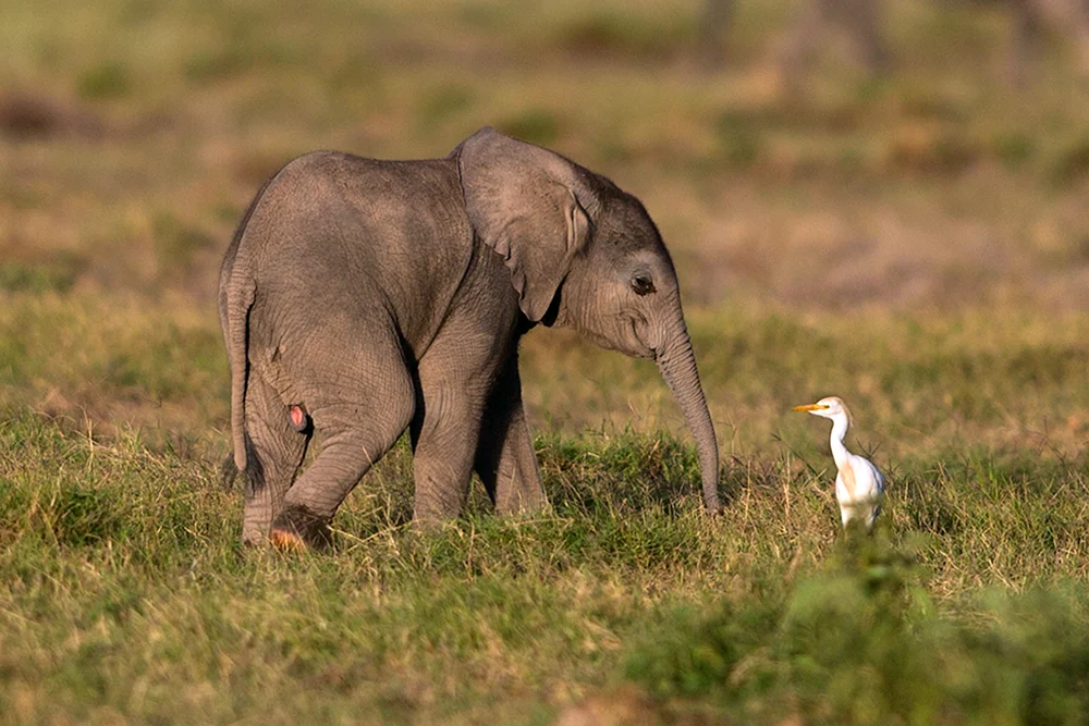 Elephant