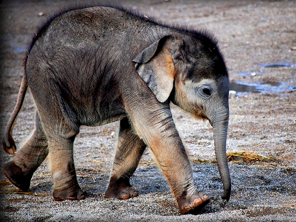 Zwerg-Elefant