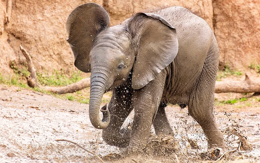 Elephant und Elefant