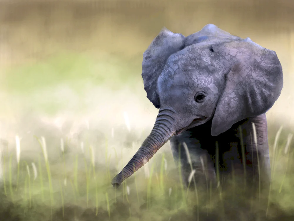 Elephant