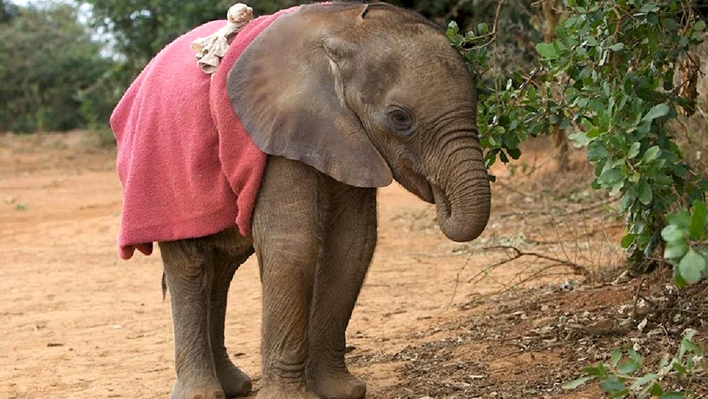 Elephant Baby-Elefanten sind Elefanten. Baby-Elefanten sind was