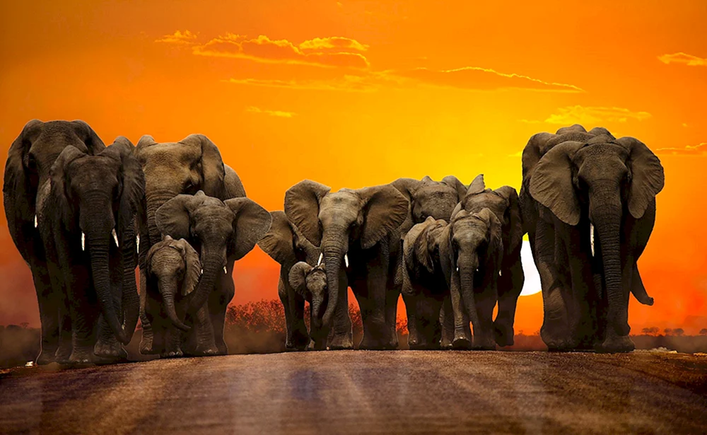 Afrikanische Savannenelefanten