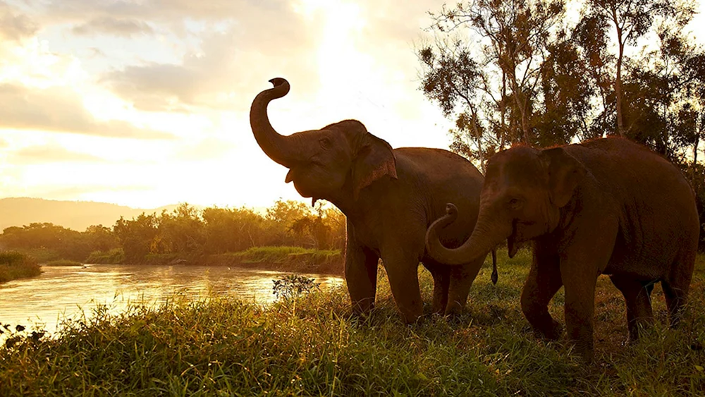 Savannah Afrikanischer Elefant Afrika
