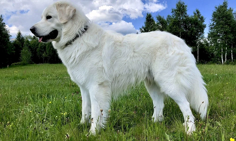 Samojedenhund