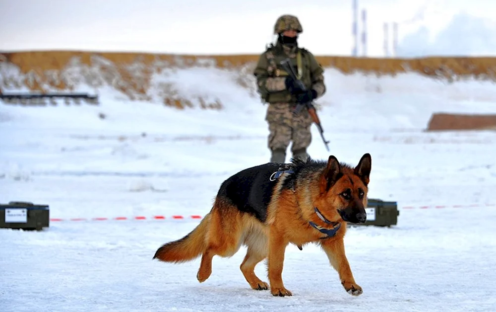 Malinua k9