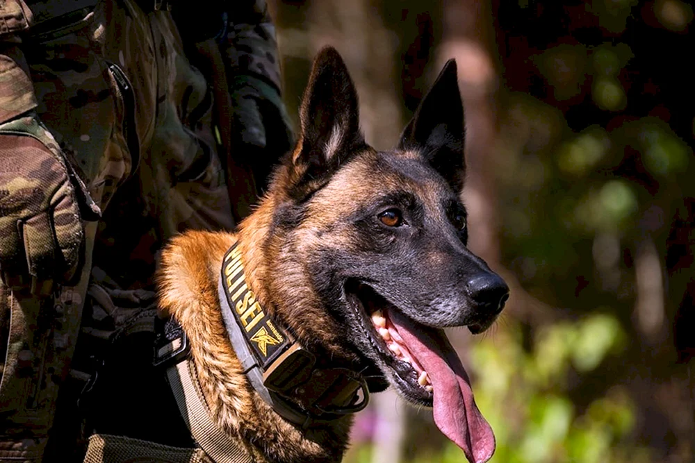 Polizei k9 Deutscher Schäferhund