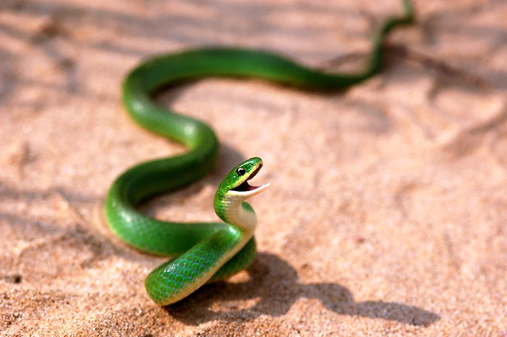 Albino-Tigerpython
