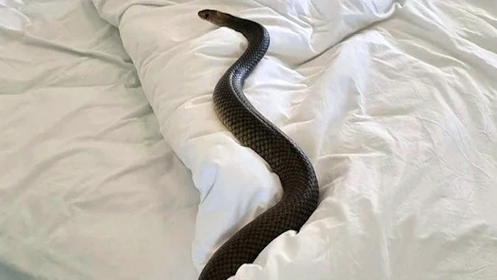 Smaragusstreifen