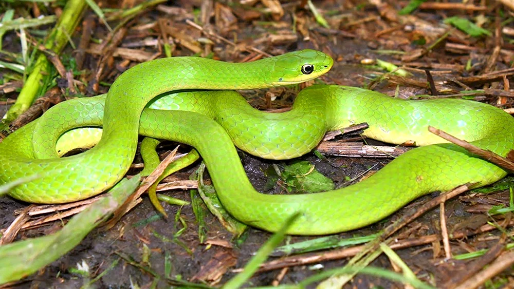 Sobagohead-Python