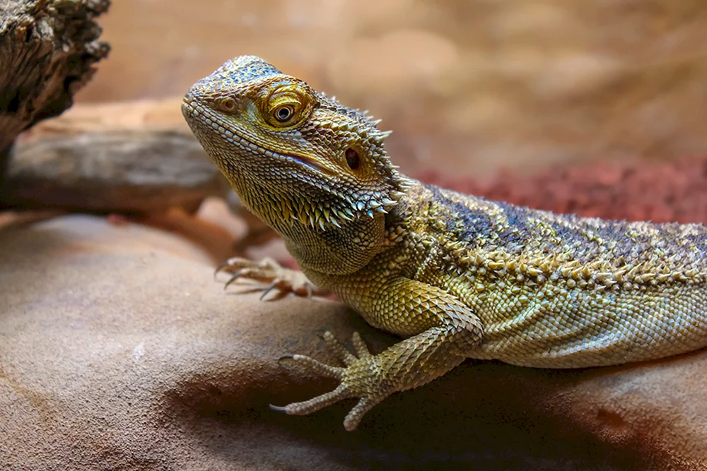 Smaragus varan