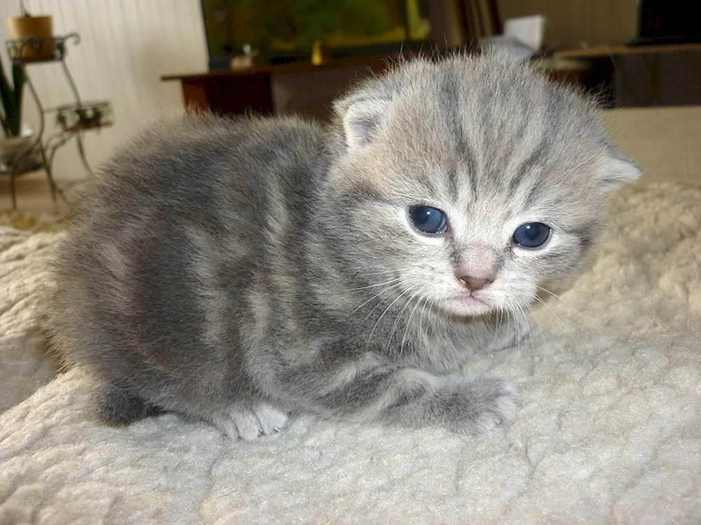 Scottish Fold mix