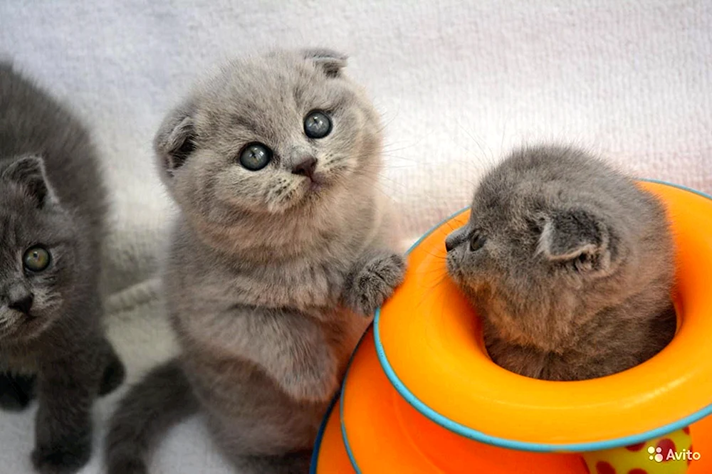 Britische Chinchilla-Whiskas