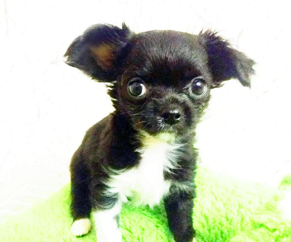 Mestiz Chihuahua