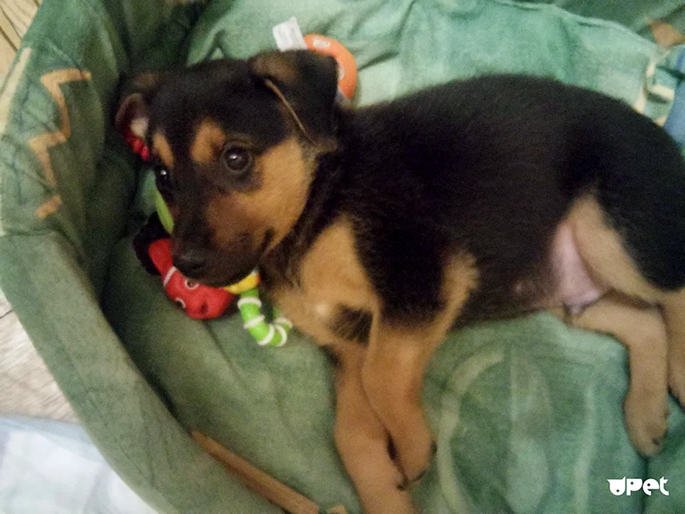 Zwergpinscher Russell métis