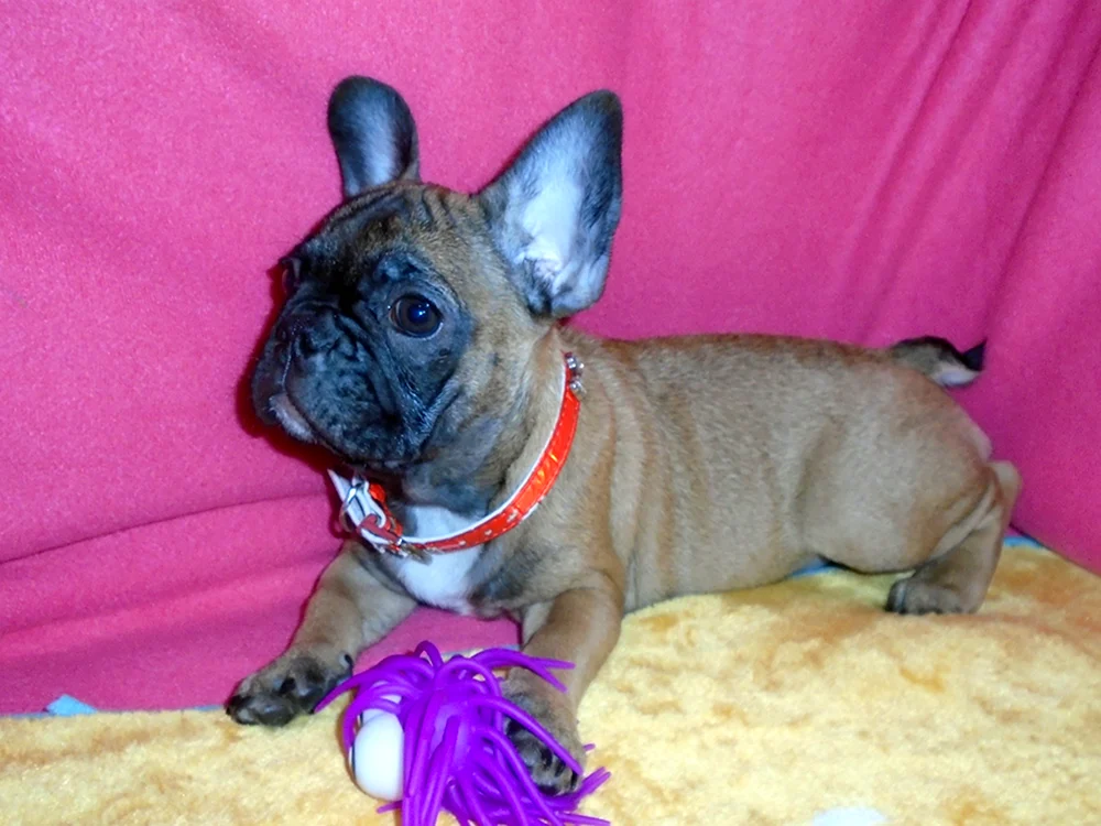 Französische Bulldogge métis