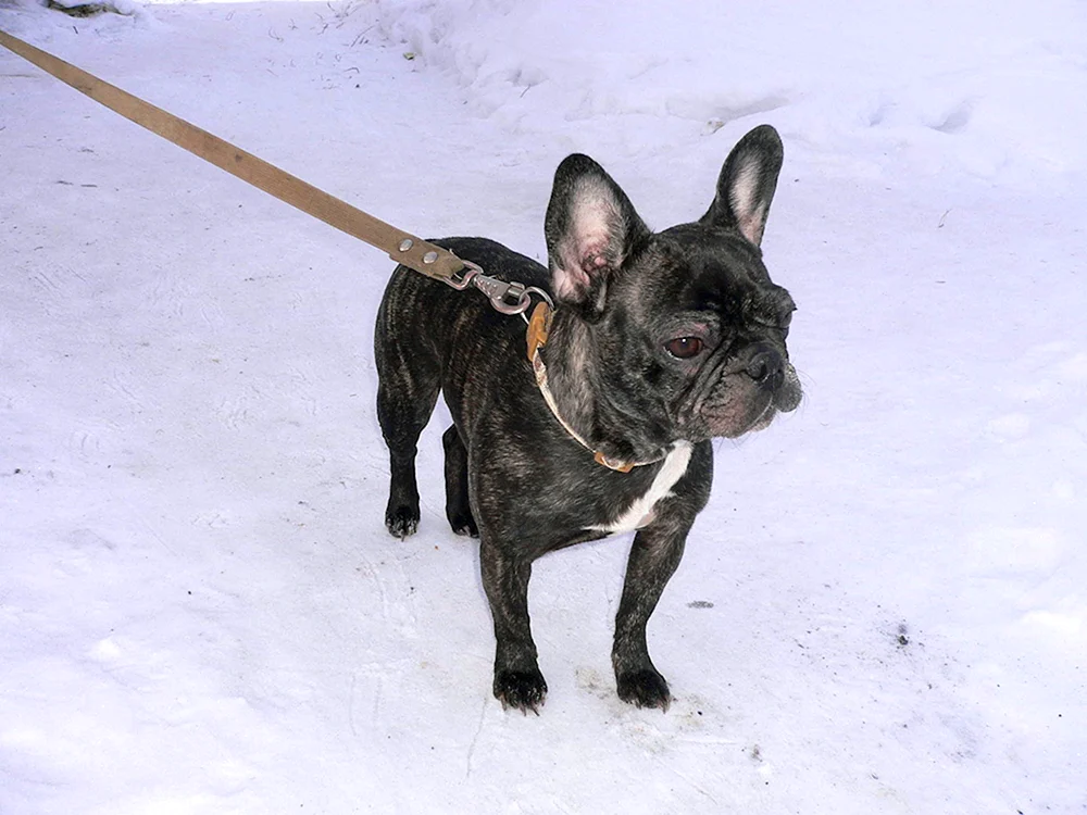 Französische Bulldogge und Staffordshire Terrier