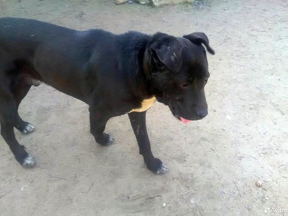Kane Corso und Schäferhund