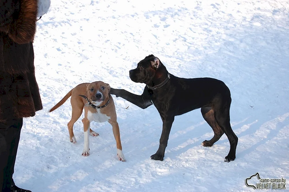 Kane Corso und Rottweiler
