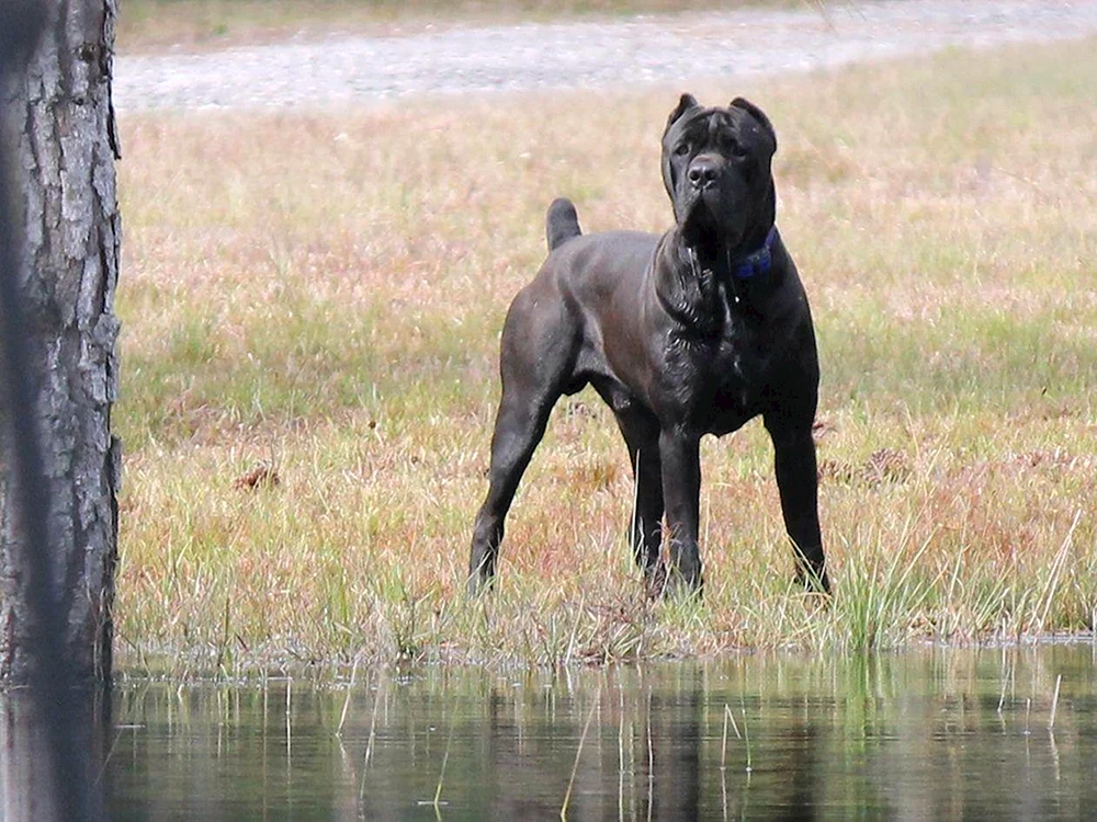 Kane Corso und Deutscher Schäferhund métis
