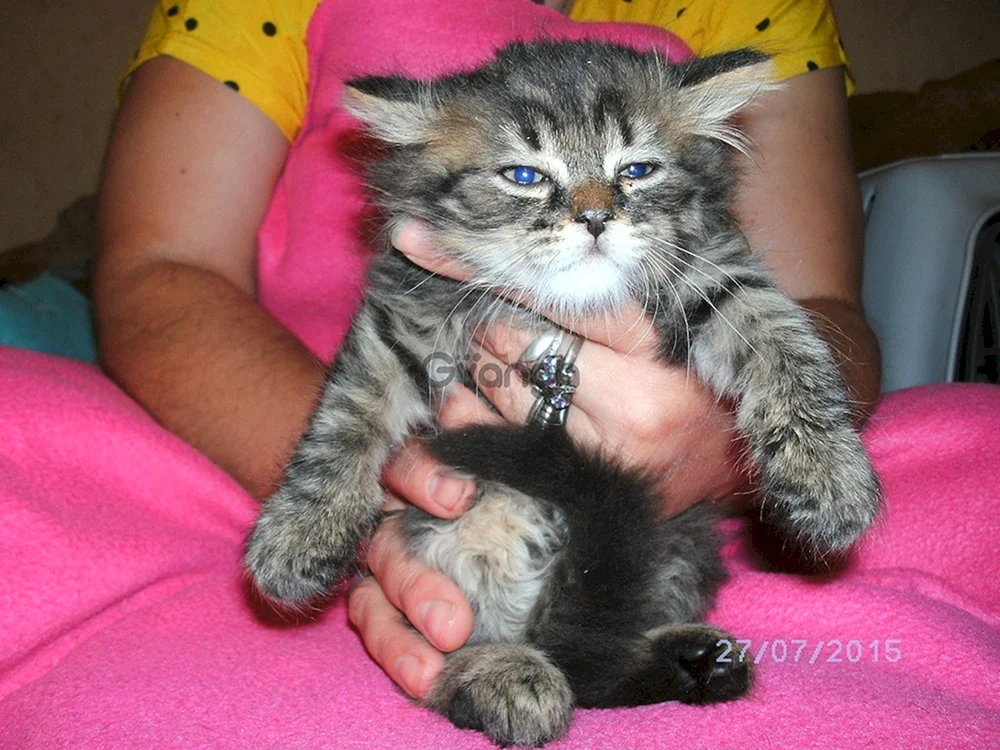 Maine Coon Mix und Schottisch