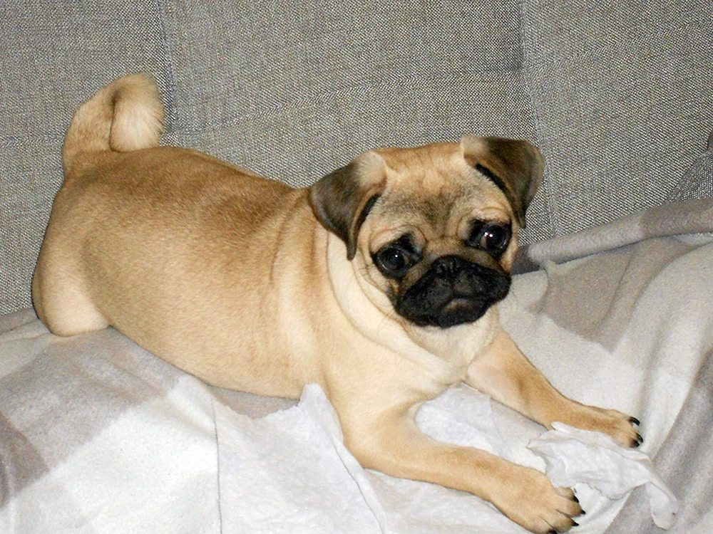Métis Chihuahua und Pekinese.