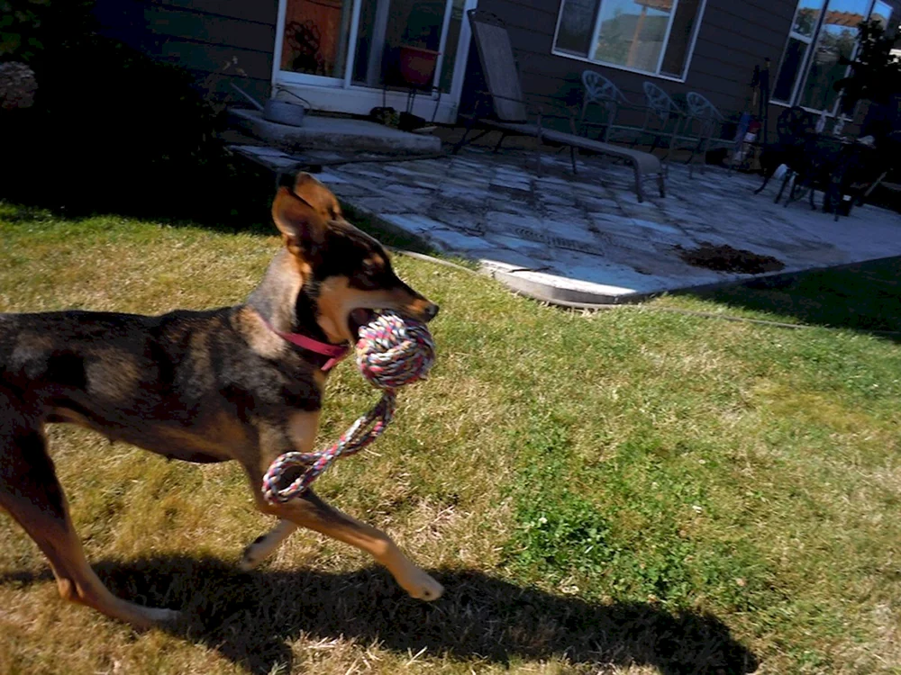 Zwergpinscher Russell métis