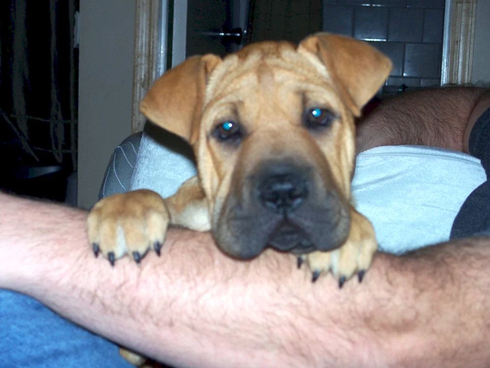 Sharpei und Labrador