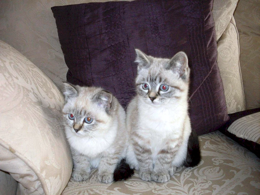 Siamkatze mestizo